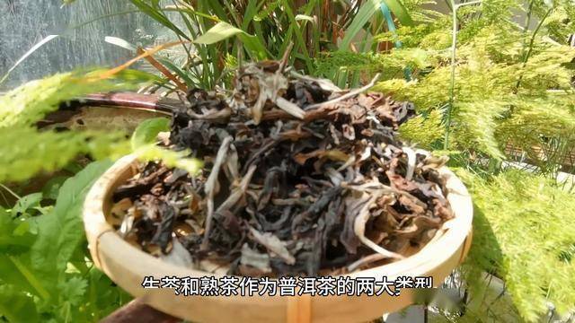 生茶和熟茶的区别