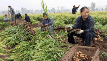 生姜价格节节攀升，亩产利润超10000元，“姜你军”真的要来了？