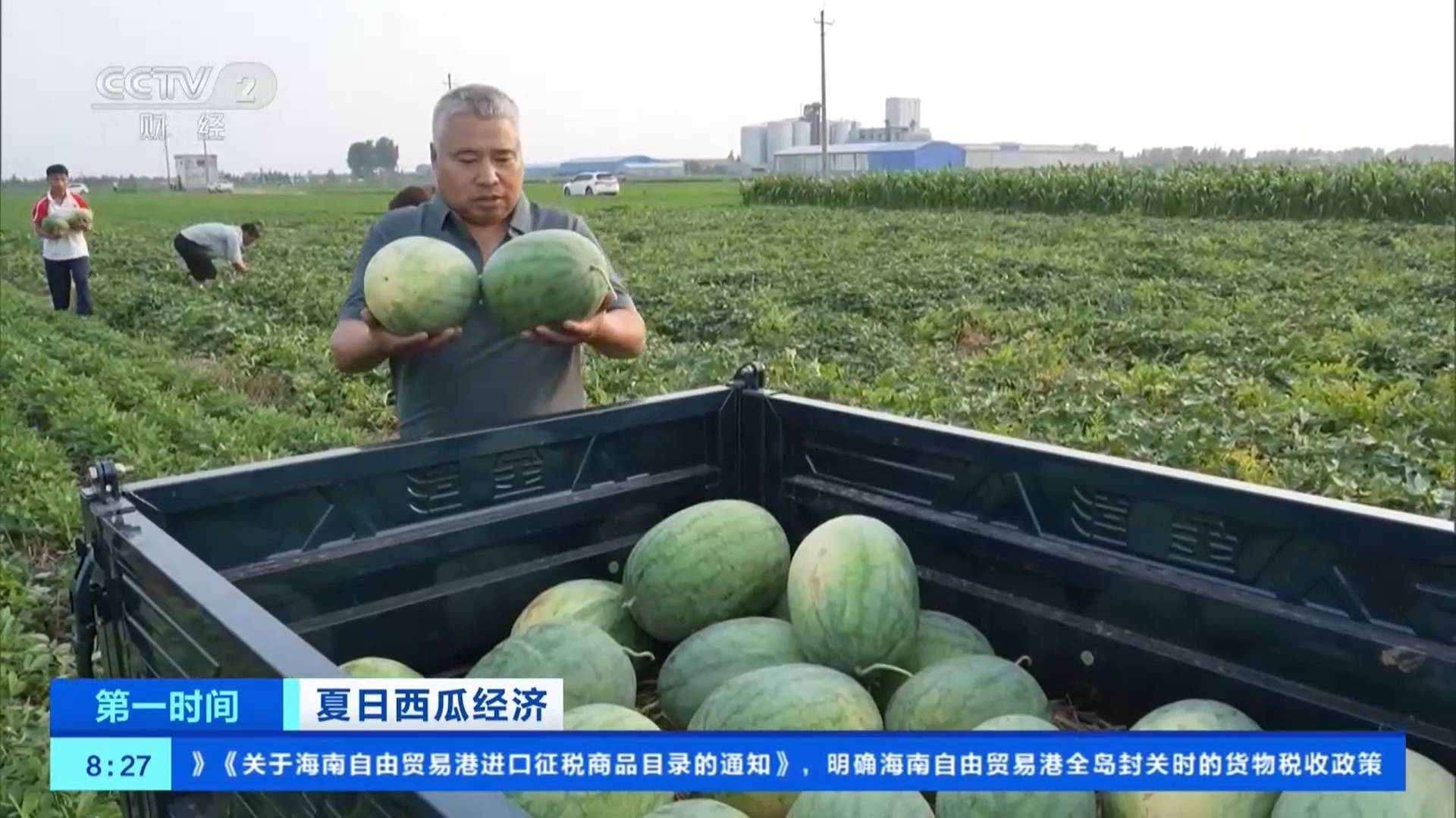 夏日西瓜经济 | 露地西瓜集中上市 产量高、价格好