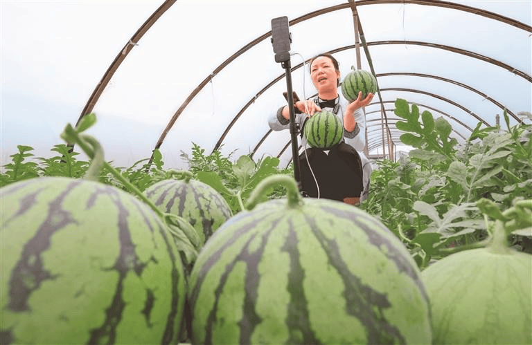 榕江西瓜熟了