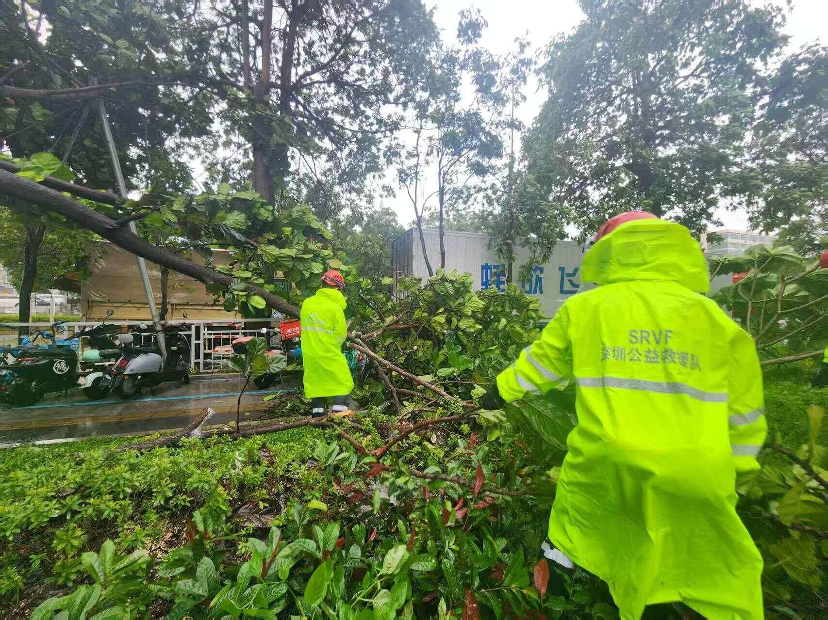 “桦加沙”卷倒行道树,深圳多部门昼夜清障开路