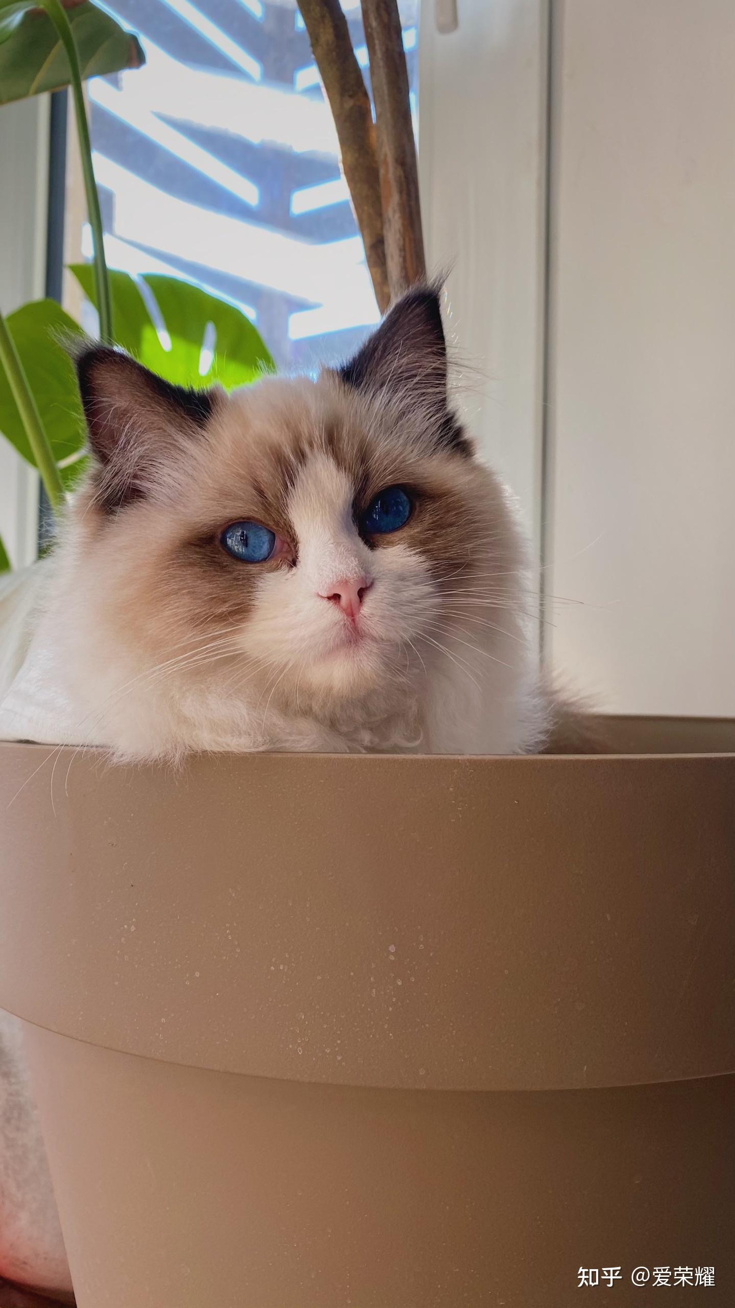 币猫(币猫官网)